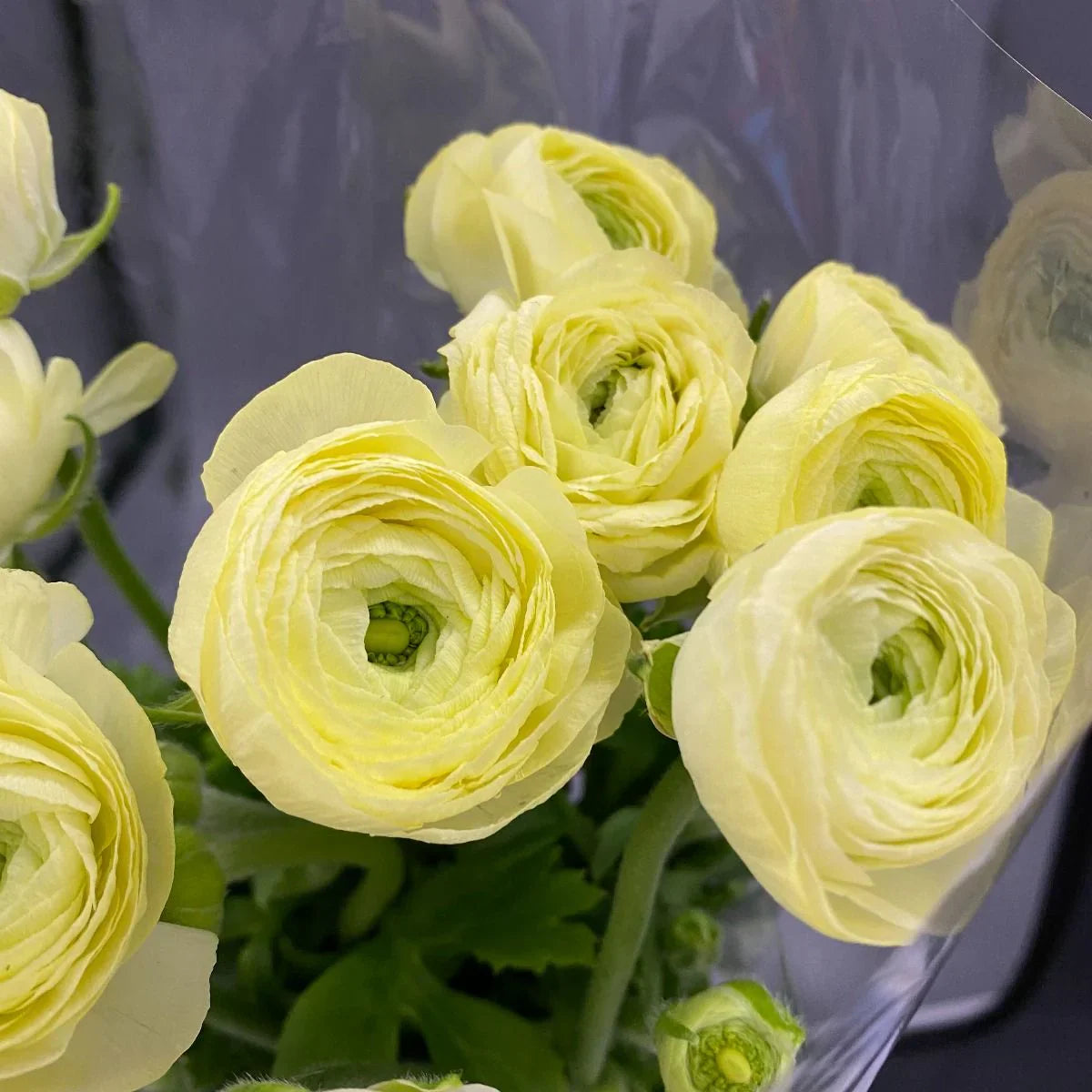 Yellow Ranunculus Flower seeds for Planting Shade Tolerant Heirloom & GMO Free Seeds for Home Garden