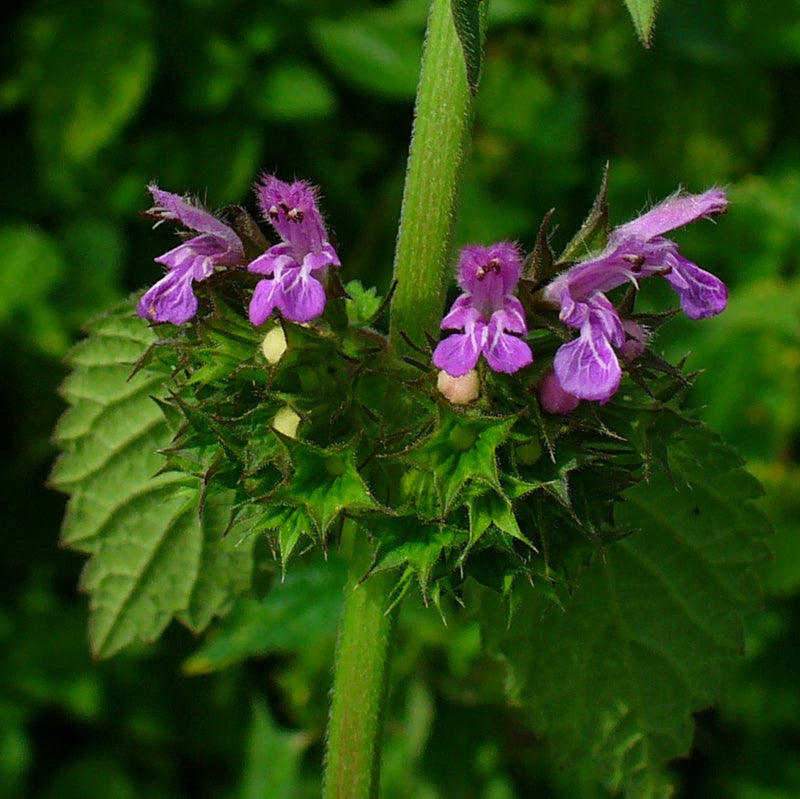Ballota Nigra Flower seeds for Planting - Shade Tolerant, Heirloom & GMO Free Seeds for Home Garden