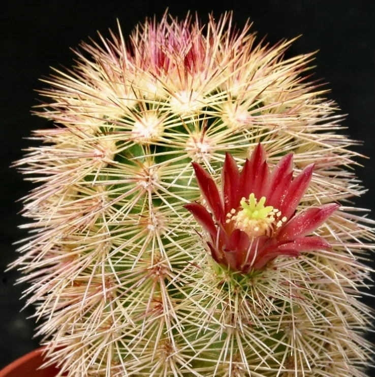 Red Echinocereus Russanthus Flower seeds for Planting - Premium Quality, Heirloom & GMO Free Seeds for Home Garden