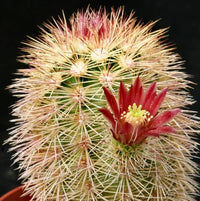 Red Echinocereus Russanthus Flower seeds for Planting - Premium Quality, Heirloom & GMO Free Seeds for Home Garden