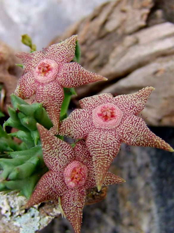 Orbea Cooperi Flower seeds for Planting Bright Blooms Heirloom & GMO Free Seeds for Home Garden