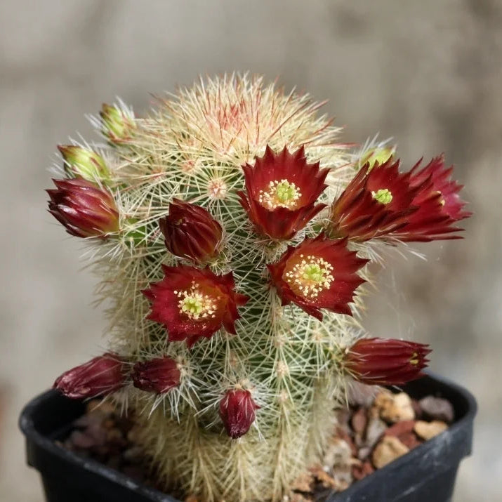 Red Echinocereus Russanthus Flower seeds for Planting - Premium Quality, Heirloom & GMO Free Seeds for Home Garden