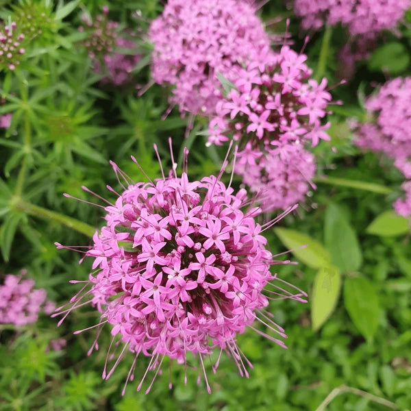 Pink Crossworts Flower seeds for Planting Low Maintenance Heirloom & GMO Free Seeds for Home Garden  Sale