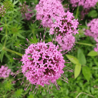 Pink Crossworts Flower seeds for Planting Low Maintenance Heirloom & GMO Free Seeds for Home Garden  Sale