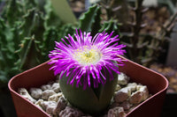 Argyroderma Flower seeds for Planting Hardy Variety Heirloom & GMO Free Seeds for Home Garden