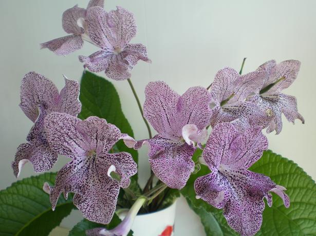 Streptocarpus Flower seeds for Planting - Low Maintenance, Heirloom & GMO Free Seeds for Home Garden