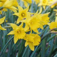 Narcissus Asturiensis Flower seeds for Planting - Perfect for Borders, Heirloom & GMO Free Seeds for Home Garden