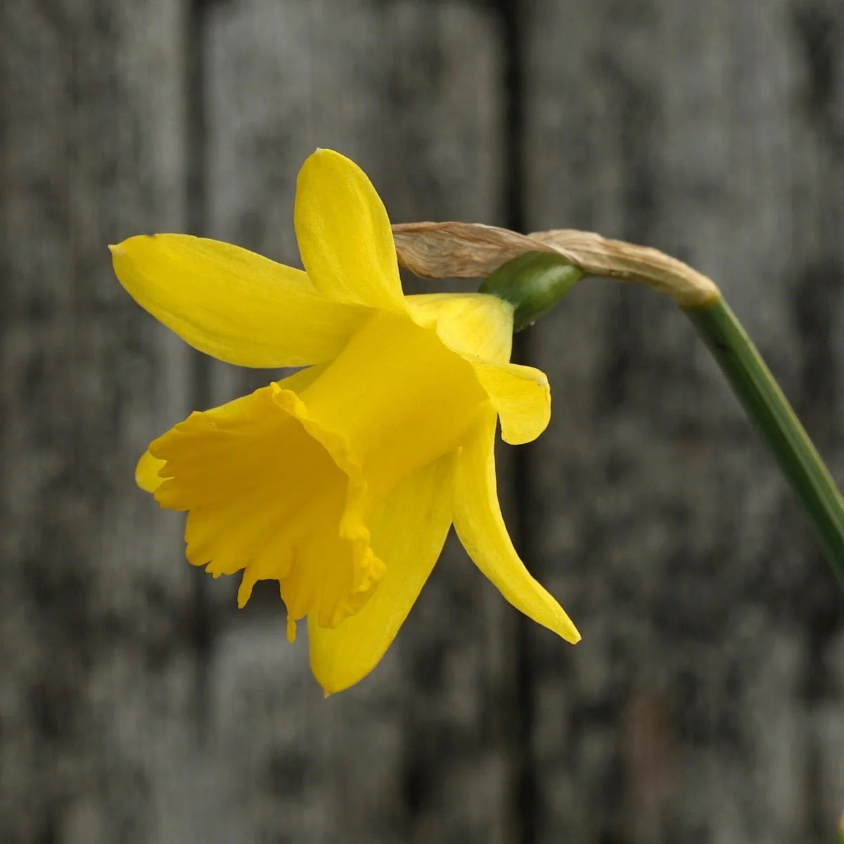 Narcissus Asturiensis Flower seeds for Planting - Perfect for Borders, Heirloom & GMO Free Seeds for Home Garden