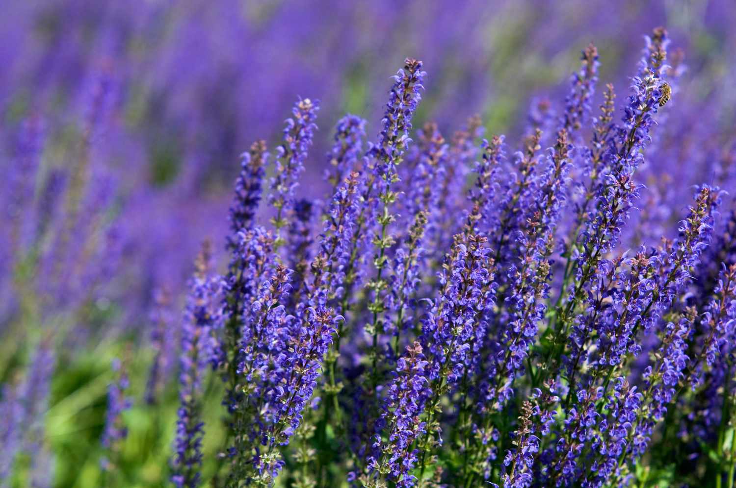 Purple Perennial Flower seeds for Planting Colorful Display Heirloom & GMO Free Seeds for Home Garden
