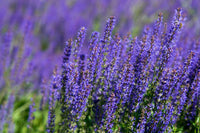 Purple Fragrant Flower seeds for Planting Drought Tolerant Heirloom & GMO Free Seeds for Home Garden 
 
 Sale