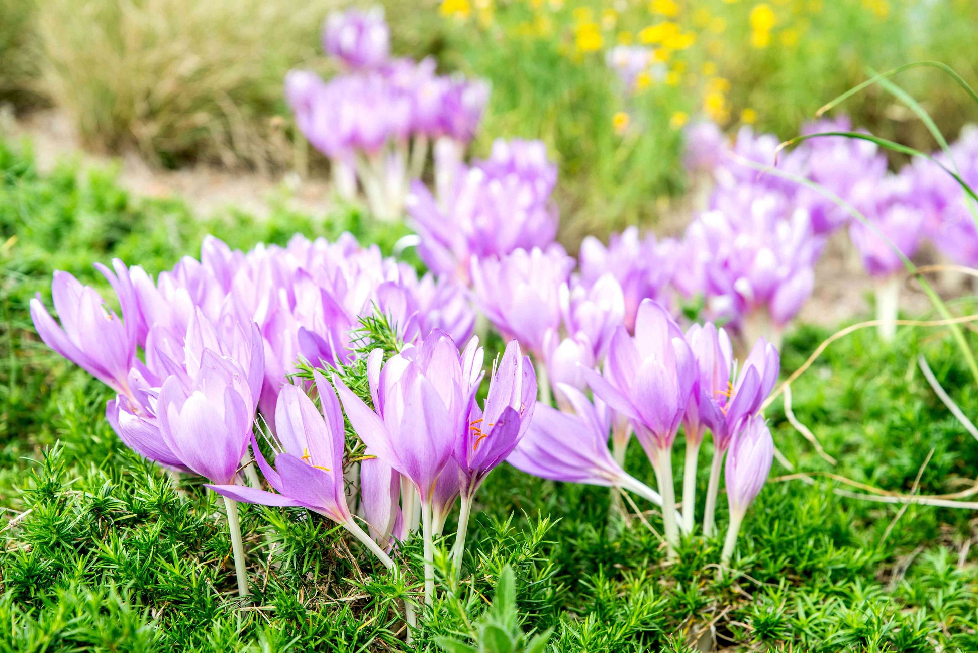 Purple Landscape Autumn Flower seeds for Planting - Drought Tolerant, Heirloom & GMO Free Seeds for Home Garden