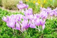 Purple Landscape Autumn Flower seeds for Planting - Drought Tolerant, Heirloom & GMO Free Seeds for Home Garden