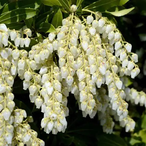 Pieris Japonica Flower seeds for Planting - Shade Tolerant, Heirloom & GMO Free Seeds for Home Garden