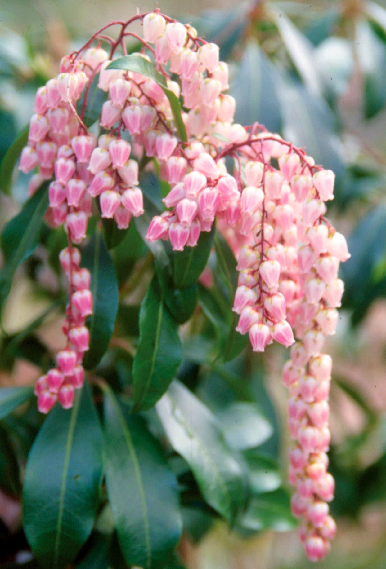 Pink Lily of the Valley Seeds for Planting  Beautiful Perennial Flower Seeds