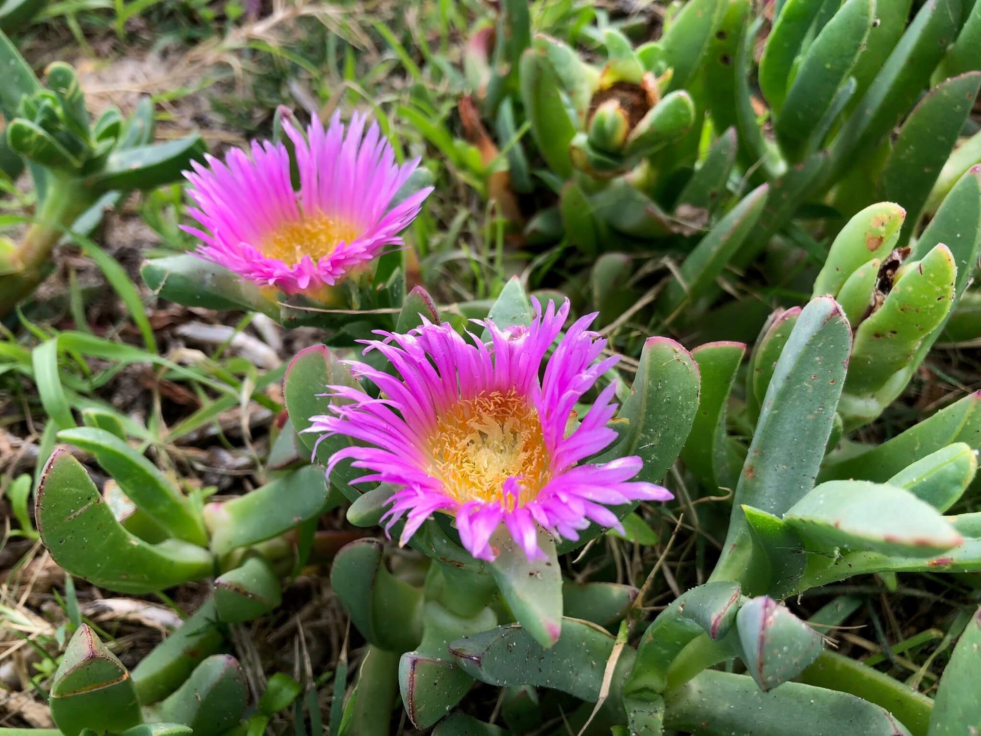 Native Pigface Flower seeds for Planting Perfect for Borders Heirloom & GMO Free Seeds for Home Garden