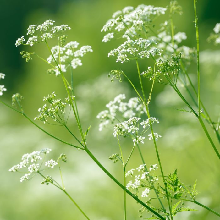 Anisum Flower seeds for Planting Wildflower Mix Heirloom & GMO Free Seeds for Home Garden