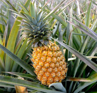 Pineapple plant growing in a container