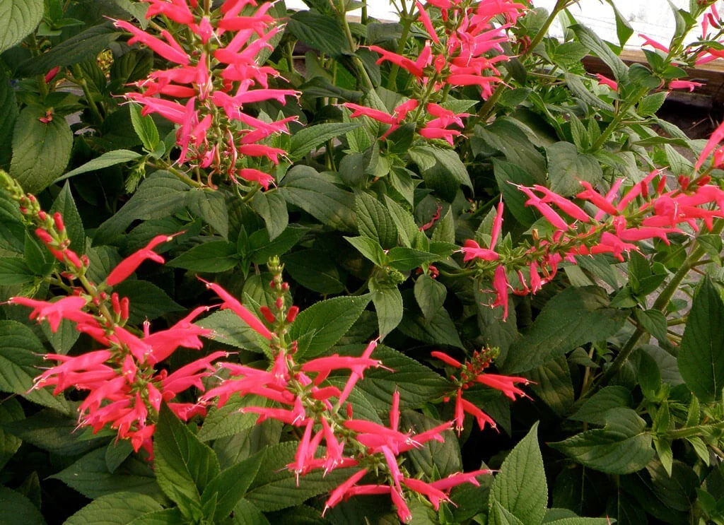 Pineapple Sage Flower seeds for Planting Long Bloom Season Heirloom & GMO Free Seeds for Home Garden 
 
 Sale