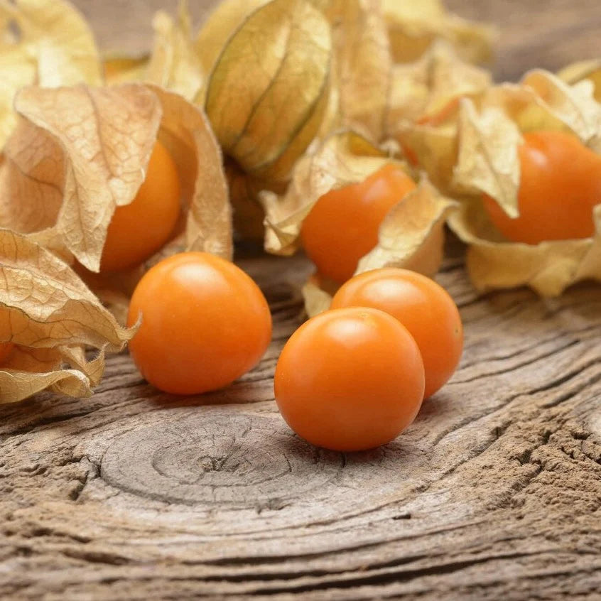 Orange Tomatillo Seeds for Easy Planting