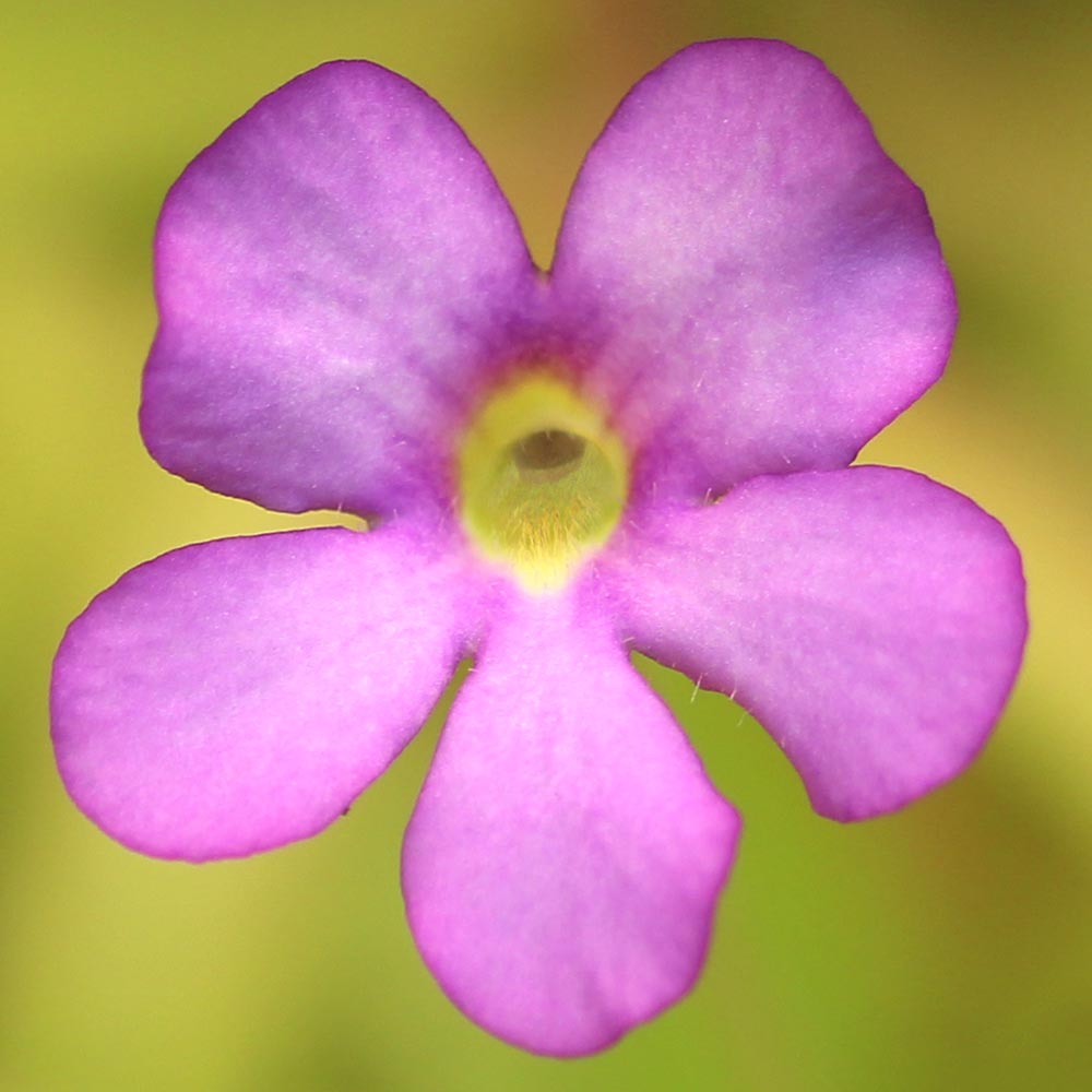 Pinguicula Moctezumae Flower seeds for Planting Shade Tolerant Heirloom & GMO Free Seeds for Home Garden
 
 Sale