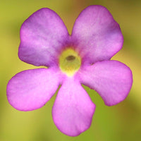 Pinguicula Moctezumae Flower seeds for Planting Shade Tolerant Heirloom & GMO Free Seeds for Home Garden
 
 Sale