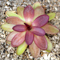 Mexican Butterwort Flower Seeds for Planting  Brighten Your Garden