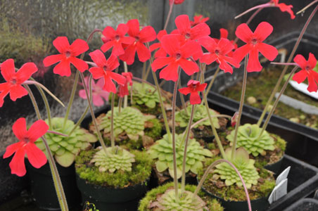 Red Butterwort Flower seeds for Planting - Low Maintenance, Heirloom & GMO Free Seeds for Home Garden
