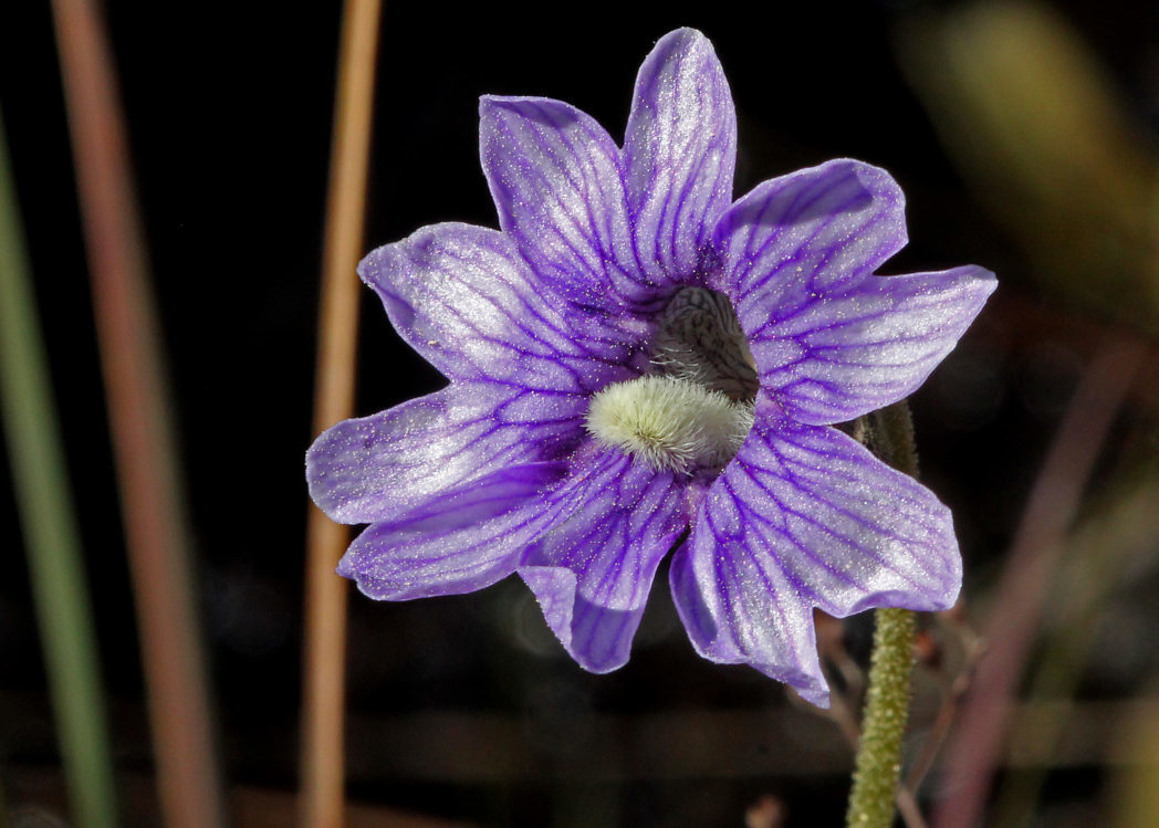 Blue Butterwort Flower seeds for Planting Easy to Grow Heirloom & GMO Free Seeds for Home Garden 
 
 Sale