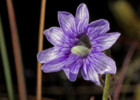 Blue Butterwort Flower seeds for Planting Easy to Grow Heirloom & GMO Free Seeds for Home Garden 
 
 Sale