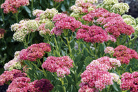 Mixed Sedum Flower seeds for Planting Compact Growth Heirloom & GMO Free Seeds for Home Garden 
 
 Sale