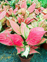 Pink Aglaonema Flower seeds for Planting - Easy to Grow, Heirloom & GMO Free Seeds for Home Garden