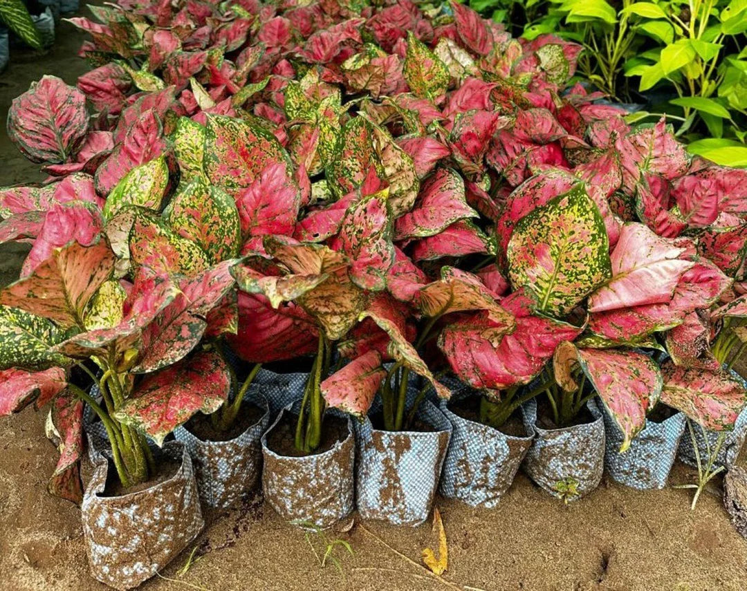 Pink Aglaonema Flower seeds for Planting - Seasonal Bloomer, Heirloom & GMO Free Seeds for Home Garden