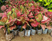 Pink Aglaonema Flower seeds for Planting - Seasonal Bloomer, Heirloom & GMO Free Seeds for Home Garden