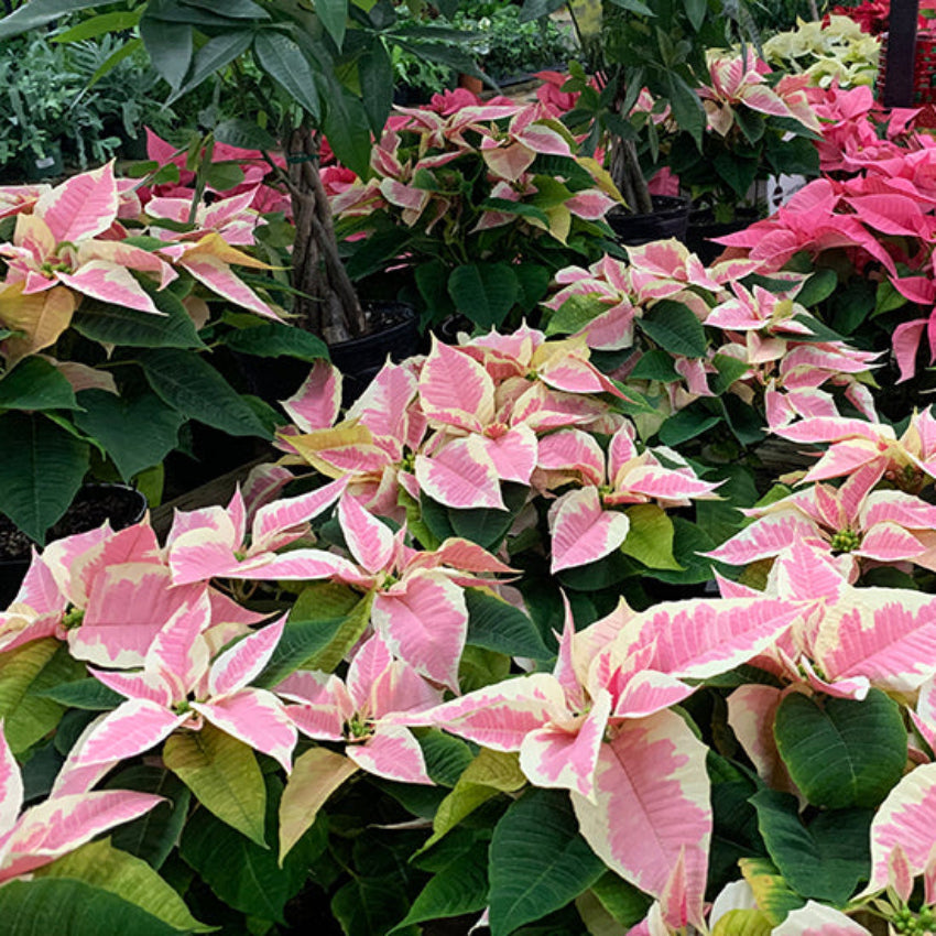 Pink Poinsettia Flower seeds for Planting - Low Maintenance, Heirloom & GMO Free Seeds for Home Garden