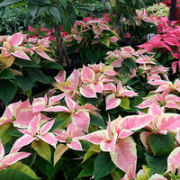 Pink Poinsettia Flower seeds for Planting - Low Maintenance, Heirloom & GMO Free Seeds for Home Garden