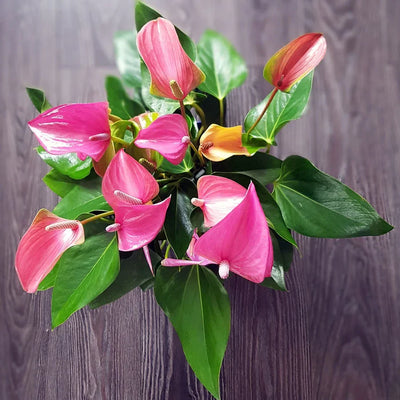 100 Pcs