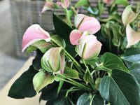 Pink Anthurium Seeds Flower seeds for Planting - Drought Tolerant, Heirloom & GMO Free Seeds for Home Garden