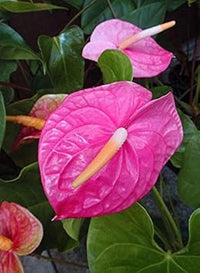 Pink Anthurium Flower Seeds for Planting