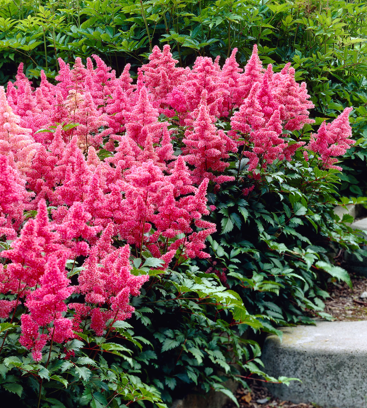Pink Astilbe Flower Seeds