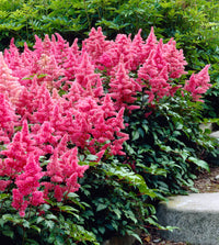 Pink Astilbe Flower Seeds