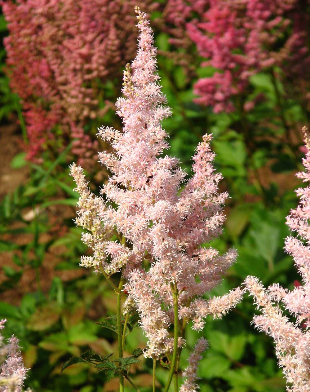 Astilbe Flower seeds for Planting Vibrant Colors Heirloom & GMO Free Seeds for Home Garden 
 
 Sale