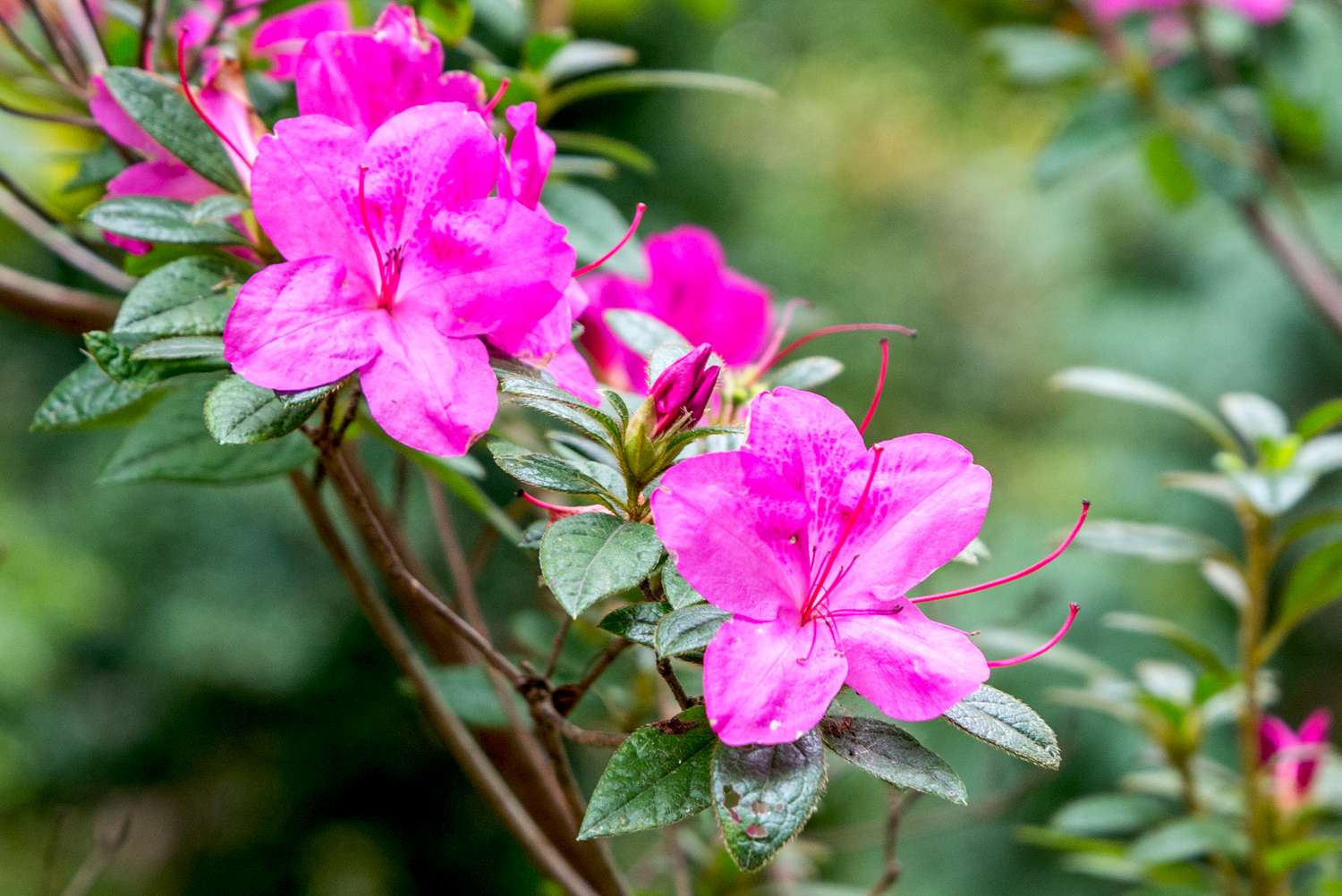 Pink Azalea Flower Seeds for Planting