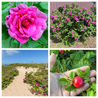 Pink Beach Rose Seeds Rosa Rugosa Fragrant Pink Flowers and Red Hips