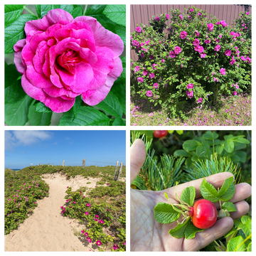 Pink Beach Rose Seeds Rosa Rugosa Fragrant Pink Flowers and Red Hips