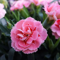 Pink Carnations Flower seeds for Planting Beginner Friendly Heirloom & GMO Free Seeds For Home Garden 
 
 Sale