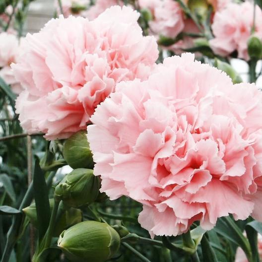 Pink White Carnation Seeds for Planting | Vibrant Annual Flower Seeds for Your Garden