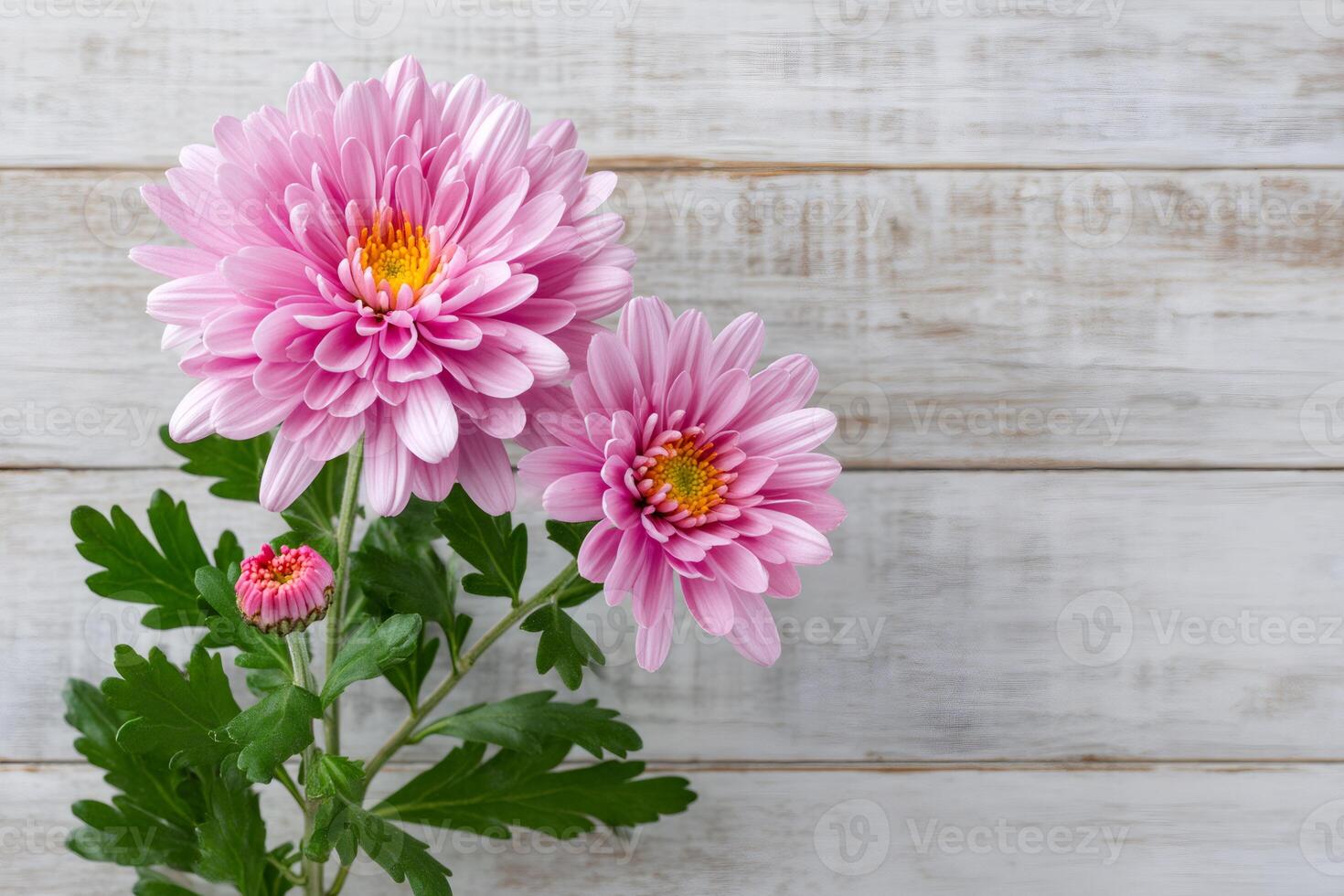 Pink White Chrysanthemum Flower seeds for Planting - Drought Tolerant, Heirloom & GMO Free Seeds for Home Garden
 
 Sale