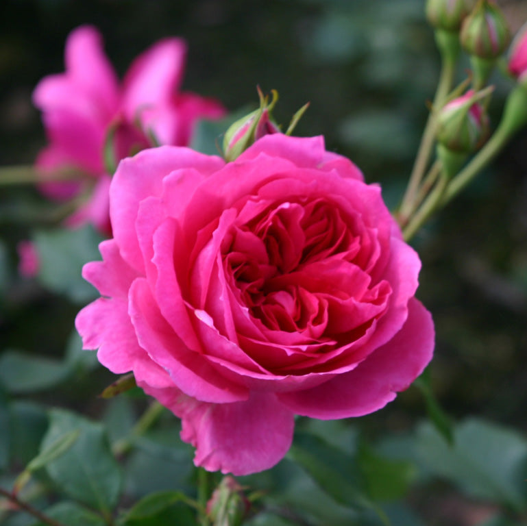Dark Pink Rose Flower seeds for Planting Hardy Variety Heirloom & GMO Free Seeds for Home Garden 
 
 Sale