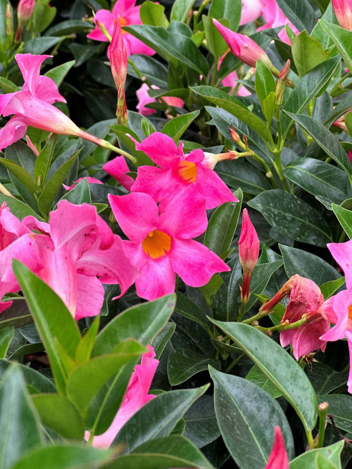 Dipladenia Flower seeds for Planting - Compact Growth, Heirloom & GMO Free Seeds for Home Garden