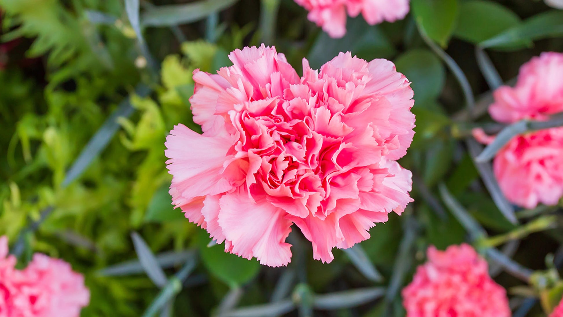 Carnations Pink Flower Planting Seeds for a Colorful Garden